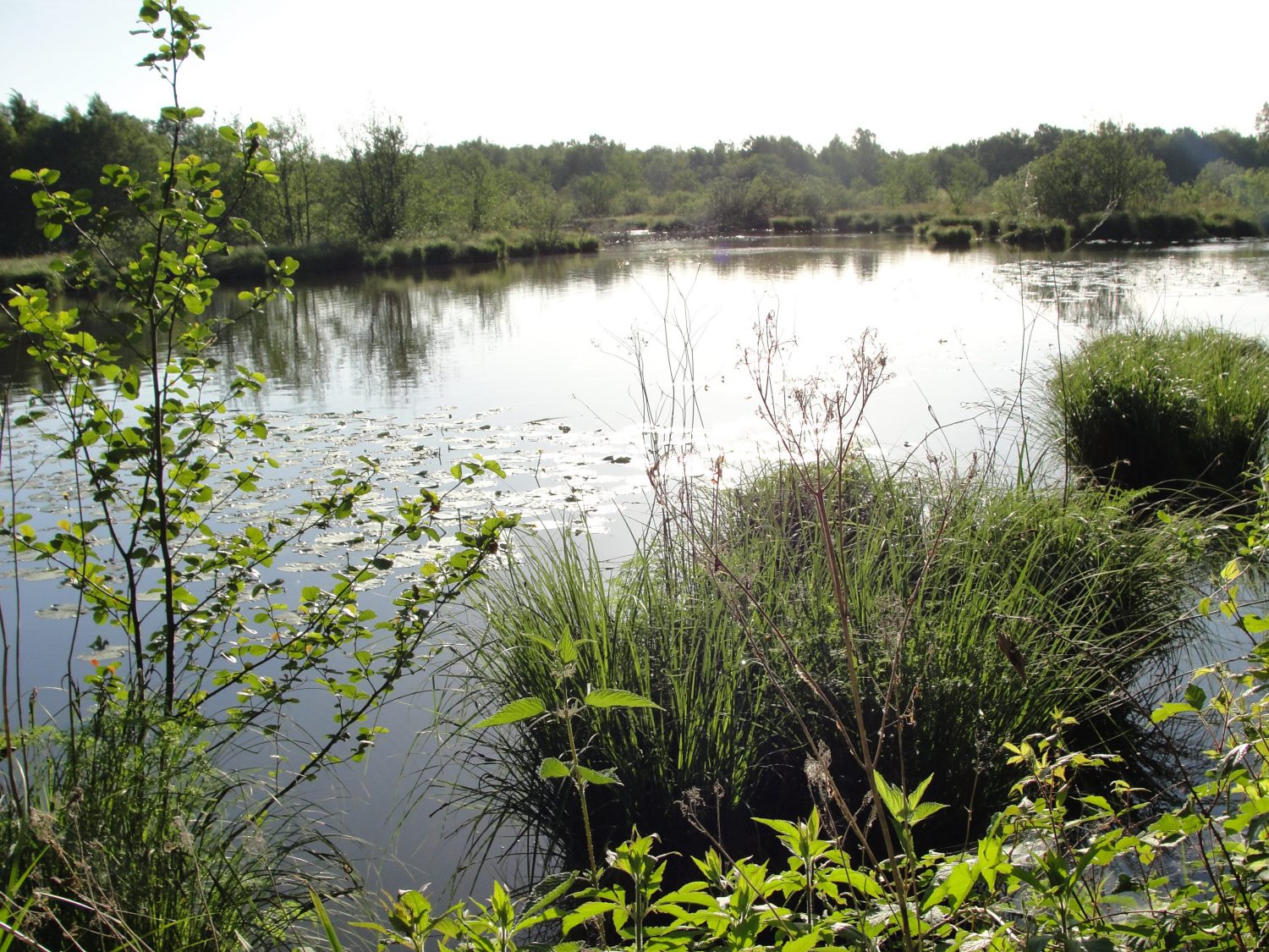 La réserve naturelle de gibiers d’eau de la Truchère