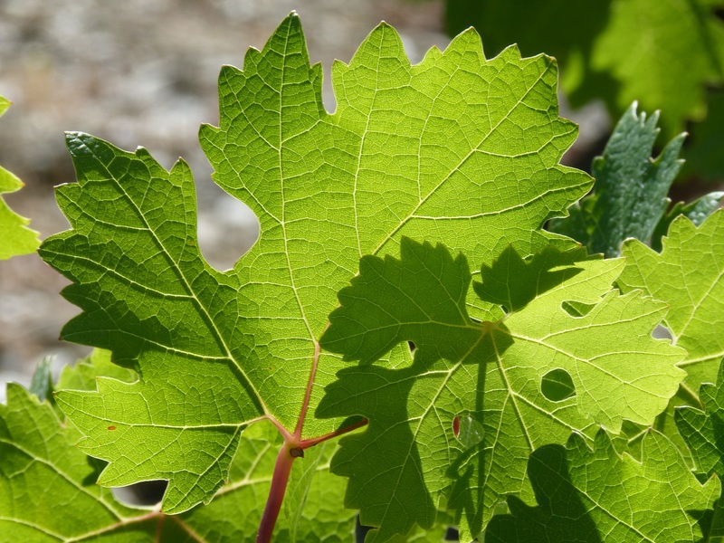 Le vignoble Lerkekasa